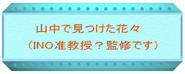 山中で見つけた花々 (INO准教授?監修です)