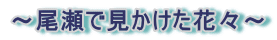 ～尾瀬で見かけた花々～
